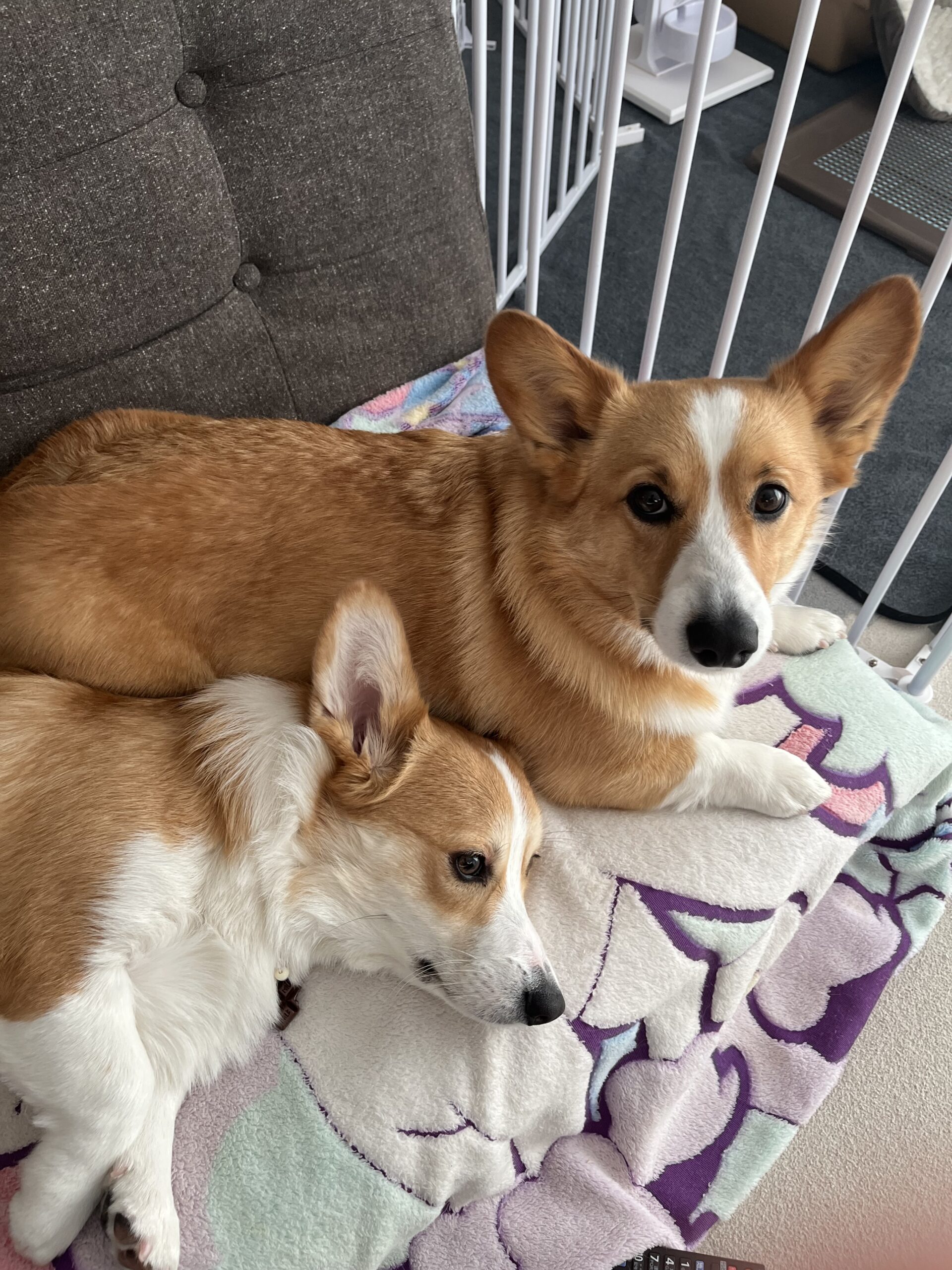 愛犬のコーギー